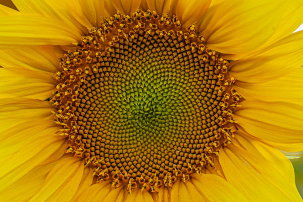 istock sunflower isolated close up 1409649412
