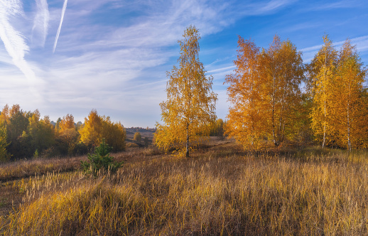 Autumn, bright yellow trees during leaf fall on a bright sunny day against a blue sky