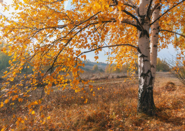 Autumn birch in close-up during leaf fall on a bright sunny day against a blue sky
