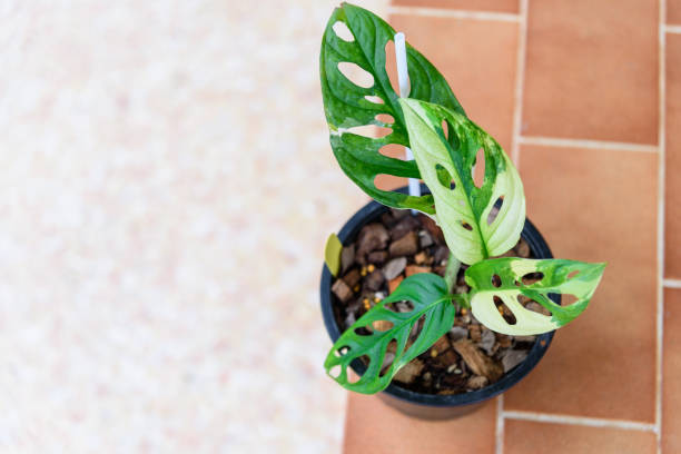 istock Monstera adansonii albo  variegated giant 1409650268