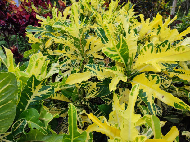 bright yellow green of puring trisula plant. - trisula imagens e fotografias de stock
