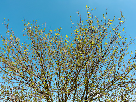 Black mulberry tree branches in orchard against blue sky
