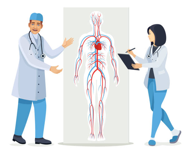 lekarz mówiący o układzie krążenia. schemat ludzkiego układu krążenia. - human blood vessel human artery human cardiovascular system human vein stock illustrations