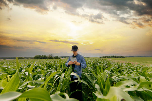 male farmer in a shirt in a cornfield uses a smartphone to check plant records in an electronic crop database. An agronomist checks plants for parasites. stock photo