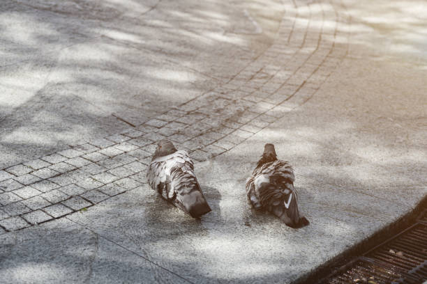 Pigeons in the water. Birds in the fountain. summer heat