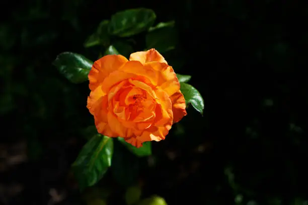 closeup of orange floribunda rose with dark background