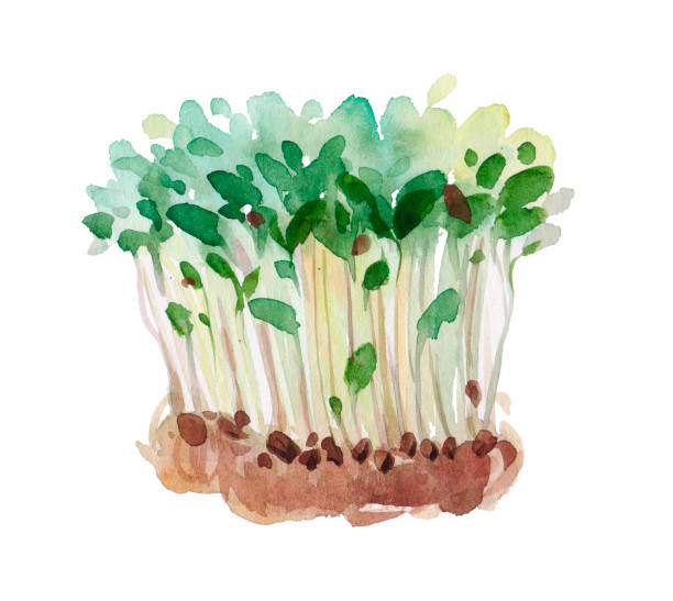 Watercolor carrot microgreens in a white background Watercolor carrot microgreens in a white background plant root growth cultivated stock illustrations