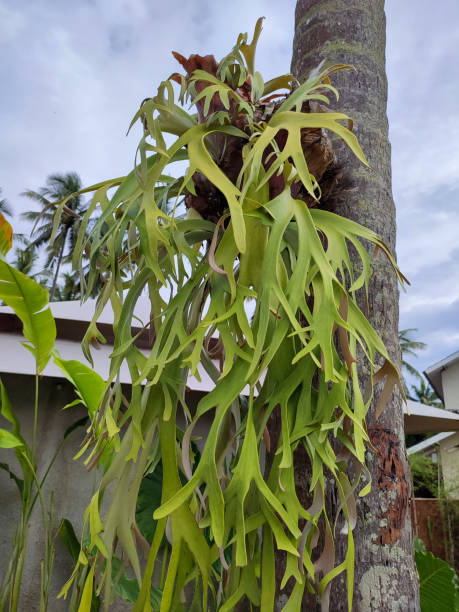 Photo of deer horn fern on the tree Deer horn ferns are a group of epiphytic ferns which are all members of the genus Platycerium. This plant has a distinctive appearance because it is shaped like a deer antler. platycerium bifurcatum stock pictures, royalty-free photos & images