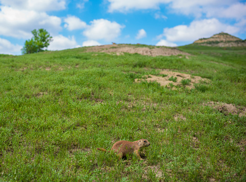 A prairie dog, a herbivorous burrowing ground squirrel, searches for food in the vast grasslands of Theodore Roosevelt National Park in North Dakota.