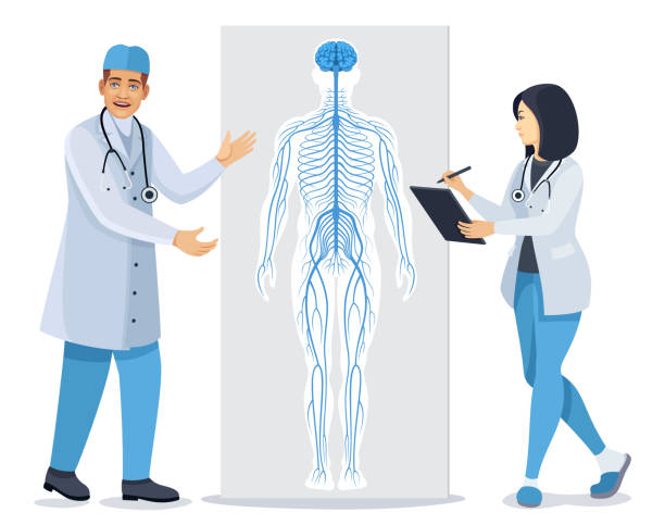 ilustraciones, imágenes clip art, dibujos animados e iconos de stock de médico hablando sobre el sistema nervioso. diagrama del sistema nervioso humano. - brain human spine neuroscience healthcare and medicine