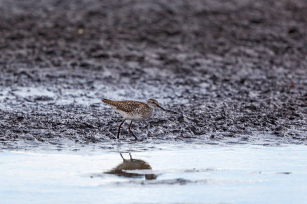 istock Wood sandpiper walking in the mud at a beach 1409656108