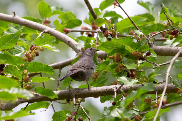 istock The gray catbird (Dumetella carolinensis) on mulberry tree. 1409657664