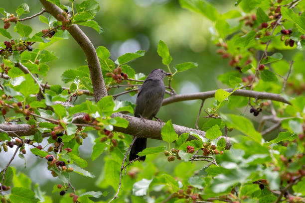 istock The gray catbird (Dumetella carolinensis) on mulberry tree. 1409657756