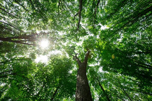 istock forest trees. nature green wood sunlight backgrounds 1409658136