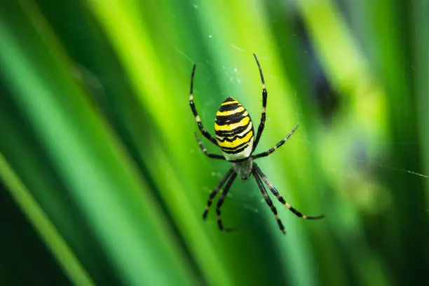 Photo of Argiope bruennichi spider on a web and leaf background