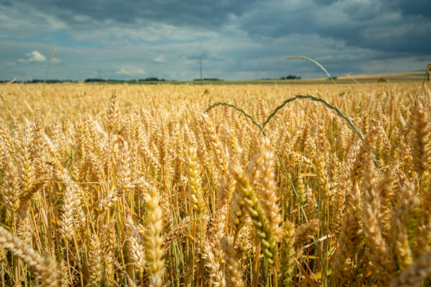 istock A field of wheat and a cloudy sky 1409658608