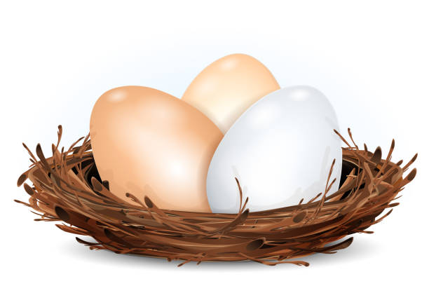 illustrations, cliparts, dessins animés et icônes de cartoon egg dans un nid de brindilles. - nid doiseau