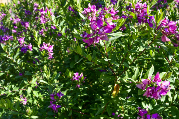 Close-up of a blooming plant of indigo (Indigofera) with pink fuchsia flowers, Italy Indigofera tinctoria, also called true indigo, is a species of plant from the bean family that was one of the original sources of indigo dye. indigo plant photos stock pictures, royalty-free photos & images