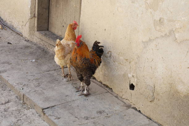 istock rooster in the farm, chicken colour 1409659356