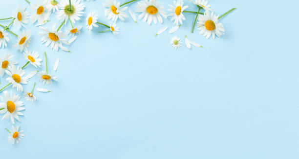istock Chamomile garden flowers on blue background 1409659383