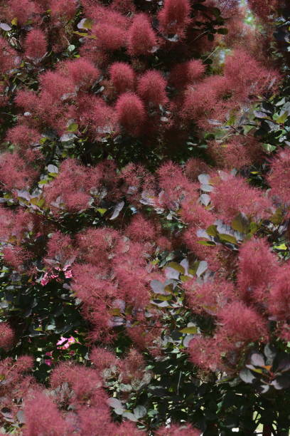 flor de fundo real roxo, arbusto fantástico vermelho - european smoketree - fotografias e filmes do acervo