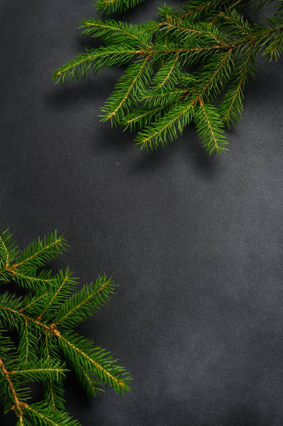 istock Photo in Good Quality, Spruce Branches on Dark Background with Copy Space. Empty Dark Table Top View 1409659635