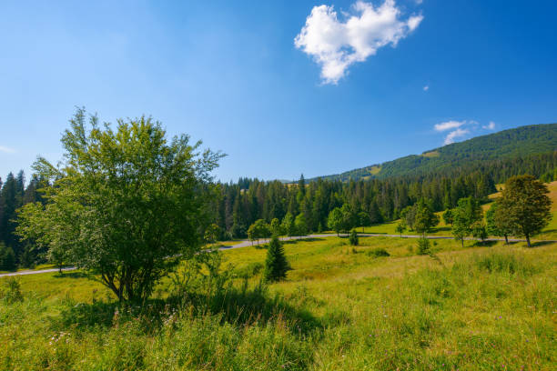 istock trees on the hill by the road 1409660064