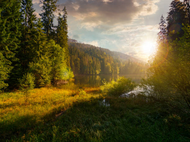 istock lake among the spruce forest at sunset 1409660139