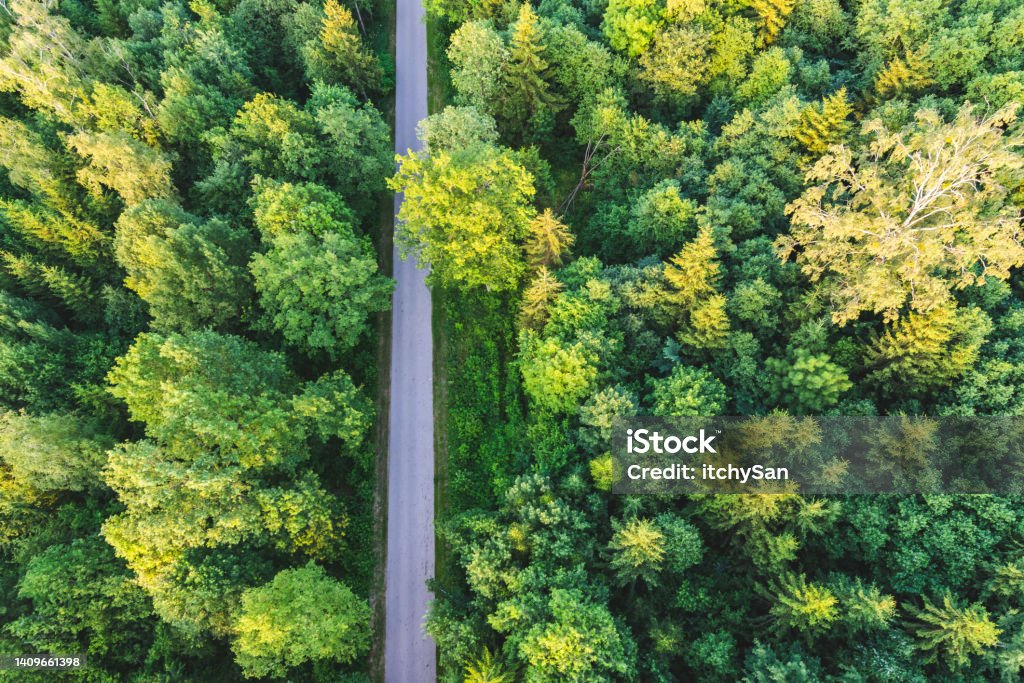 Road through forest Flying over pine forest, directly above. Road in the middle of the forest. Lithuania Stock Photo