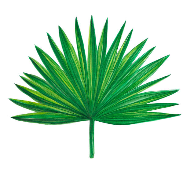 istock Handdrawn Watercolor palm tree green leaf on the white background. Scrapbook design, typography poster, label, banner, post card. 1409661628