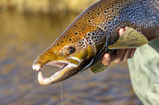 a trout attempts to break free from a fisherman's fly in Quake lake, South Western Montana