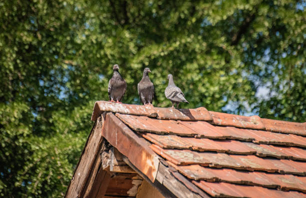 Three doves on a tiled roof stock photo