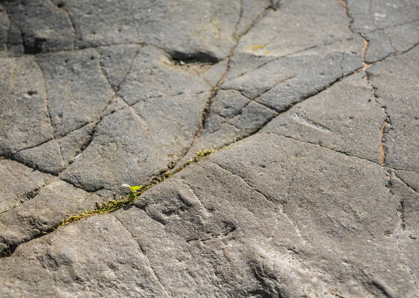istock Fragile plant on a stone in a mountain river 1409663219
