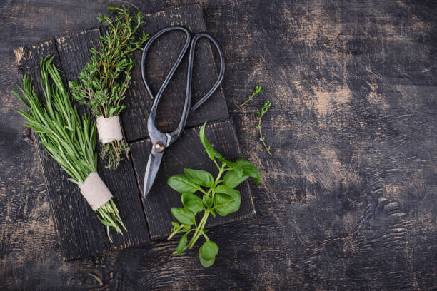 istock Rosemary, thyme and basil. Fresh garden herbs 1409663400