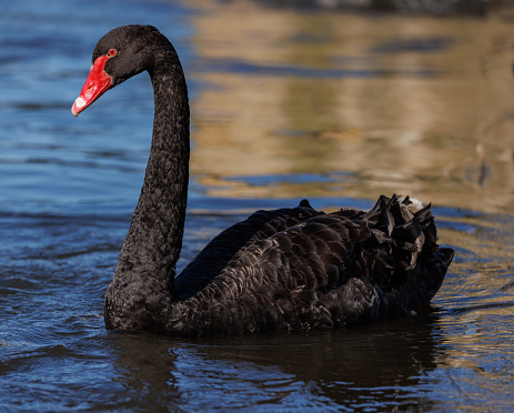 A black swan swimming in a lake.