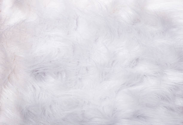 istock Texture of white fur, close-up. Ideal as a background 1409664524