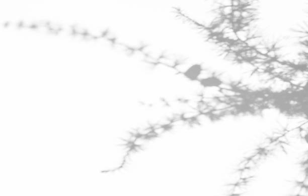 istock Shadows of leaves on a light background. Minimal concept. Creative copy space. Abstract concept of neutral nature. Blurred background. Photo overlay effect. 1409664526