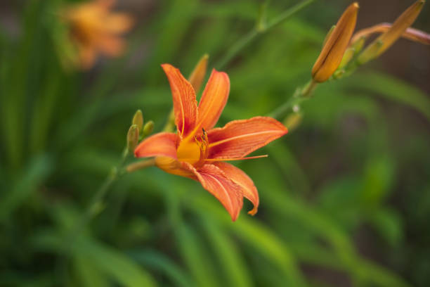 Close-up of a single blooming orange daylily flower on a green background stock photo