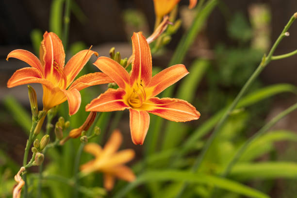 Close-up of a single blooming orange daylily flower on a green background stock photo