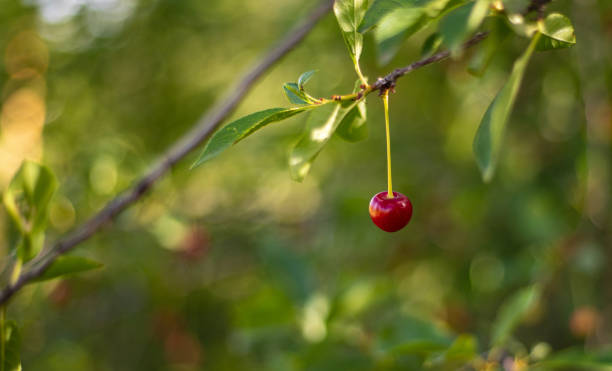 Cherry on a tree close-up stock photo