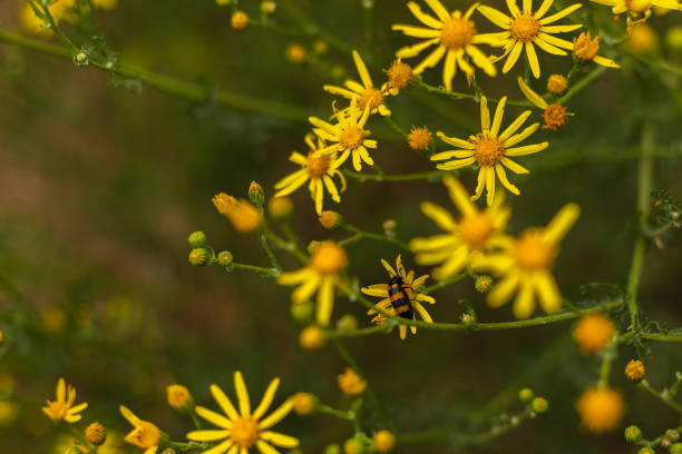 A striped beetle sits among yellow flowers stock photo