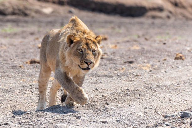 istock Lion hunting in  Mashatu Game Reserve 1409664939