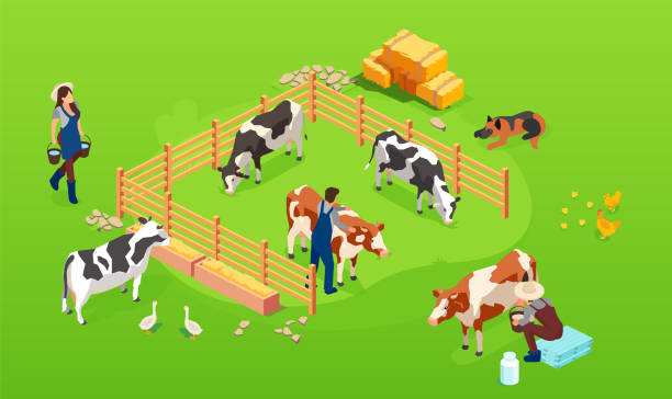 ilustraciones, imágenes clip art, dibujos animados e iconos de stock de vector de una granja de vacas en potrero y granjeros hombres y mujeres cuidándolos - paddock