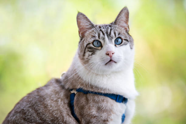 istock Portrait of a cat 1409665912