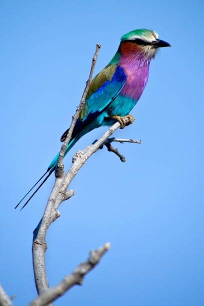 istock Lilacbreasted Roller, Chobe National Park, Botswana 1409666032