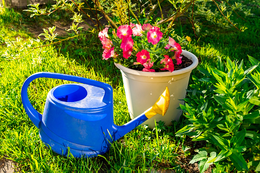 Gardening tools. Blue plastic watering can for irrigation plants placed in garden with flower on flowerbed and flowerpot. Gardening hobby concept