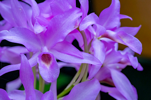 Orchid, Flower, Moth Orchid, Plant, Pink Color