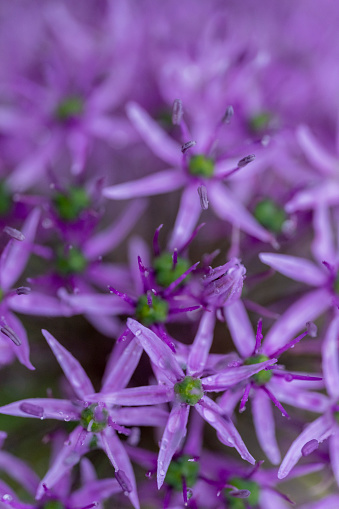 Allium flower macro close up for use as a background or plant identifier.
