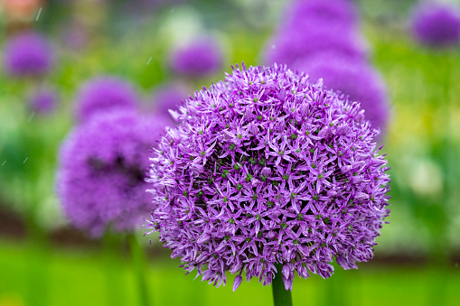 Purple Allium hollandicum flowering plant in green field. Persian onion or Dutch garlic violet flowers growth in spring garden