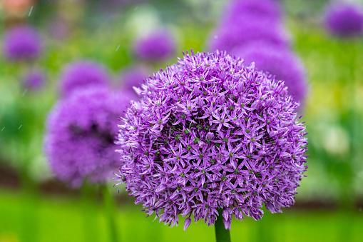 Blooming onion flower in home garden